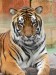 Panthera_tigris7